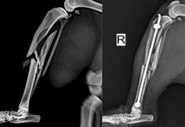 XTDIC三維全場應(yīng)變測量系統(tǒng)用于骨科材料力學(xué)性能測量.jpg XTDIC三維全場應(yīng)變測量系統(tǒng)用于骨科材料力學(xué)性能測量.jpg