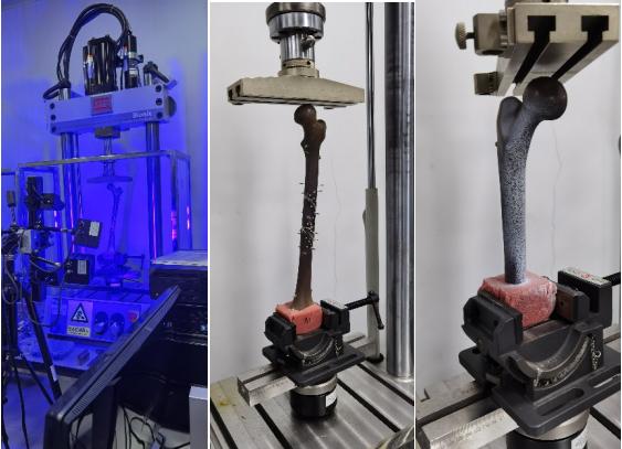 三維數(shù)字散斑DIC技術(shù)用于骨頭材料受壓變形測(cè)量.jpg 三維數(shù)字散斑DIC技術(shù)用于骨頭材料受壓變形測(cè)量.jpg