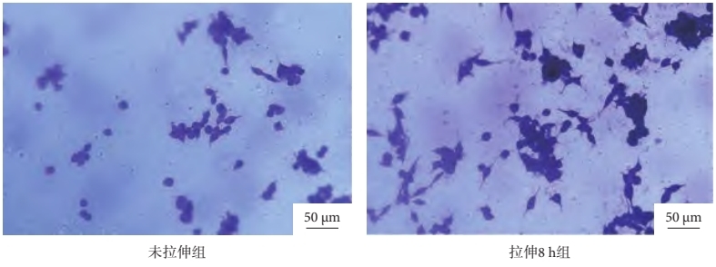 3D-DIC應變測量技術用于細胞培養(yǎng)室應變測量.jpg 3D-DIC應變測量技術用于細胞培養(yǎng)室應變測量.jpg