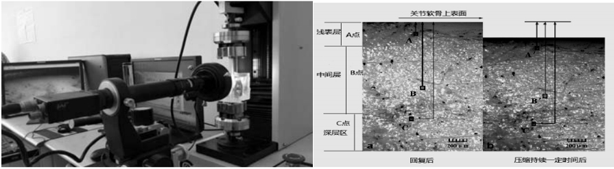 數(shù)字圖像相關(DIC)技術用于關節(jié)軟骨回彈全場變形測量.jpg 數(shù)字圖像相關(DIC)技術用于關節(jié)軟骨回彈全場變形測量.jpg