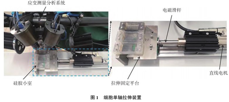 數(shù)字圖像相關(DIC)技術用于細胞培養(yǎng)室力學性能測試.jpg 數(shù)字圖像相關(DIC)技術用于細胞培養(yǎng)室力學性能測試.jpg