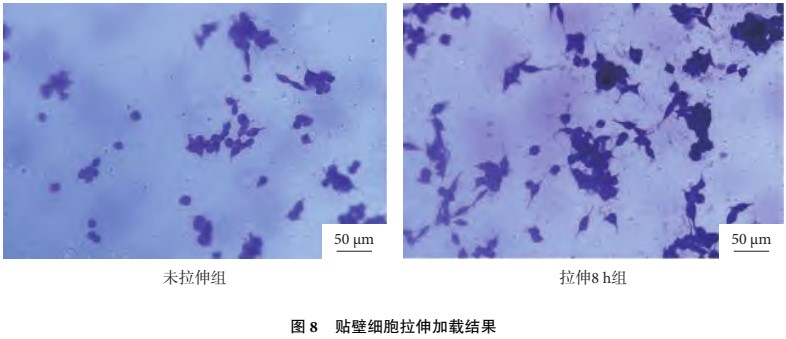 數(shù)字圖像相關(DIC)技術用于舌鱗癌細胞貼壁細胞拉伸加載應變測試.jpg 數(shù)字圖像相關(DIC)技術用于舌鱗癌細胞貼壁細胞拉伸加載應變測試.jpg