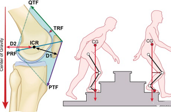  數(shù)字圖像相關(guān)(DIC)技術(shù)用于生物力學(xué)和生物材料測試